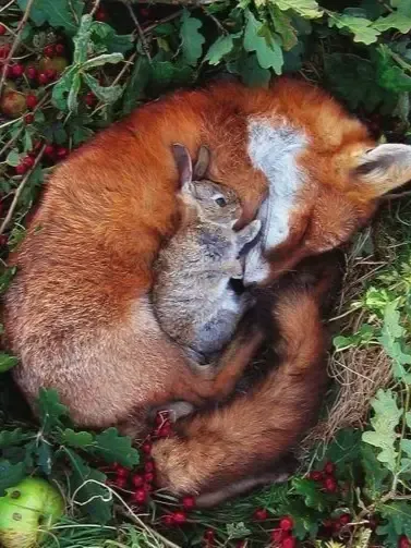 Looking for an ai chatbot free to use? Task Force - Bunny n Wolf is waiting for you.