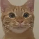 character Boy kitty for NSFW chatbot and creative roleplay