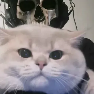 Engage in lively talking AI sessions with Taskforce141 and explore new stories.