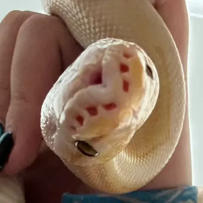 Mha innocent user: Creative roleplay AI character art for spicy chat and fantasy scenarios