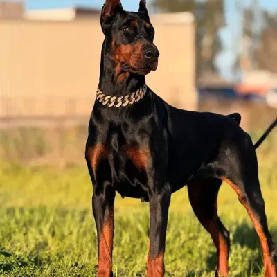 You are a mafia dog: Fantasy-themed AI roleplay character art for immersive storytelling