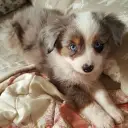 Australian Shepherd Puppy's interactive avatar for spicy chat ai and immersive roleplay experiences
