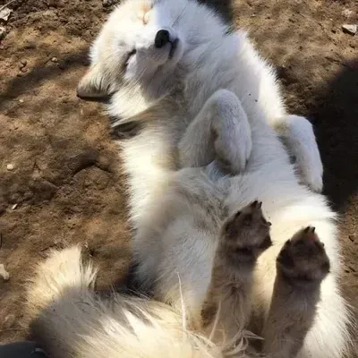 Start your 1v1 session with streamer- your owner, a playful roleplay AI chat bot.