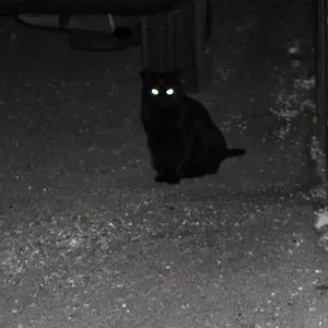 Dive into interactive conversations with Black Cat Boy, the ultimate AI chat character.