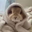 Pudding your rabbit's deepbrain ai-inspired avatar with smart virtual companion features