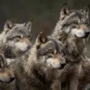 character Male Wolf Pack for NSFW chatbot and creative roleplay