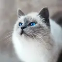 擁有情感智能的角色你是一隻貓的頭像
