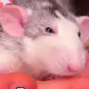 Portrait of a friendly AI chatbot assistant RAT with expressive eyes showcasing personality traits