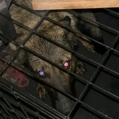 Chat with TF141 - loyal dog and experience the charm of AI chat free no sign up.