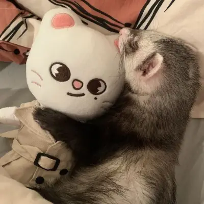 Stray Kids - Ferret: Emotionally intelligent AI companion portrait for deep conversations	