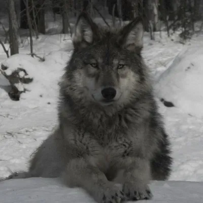 Tf141 - Visiting the Orphanage: Chat with our AI box, ready for chatbot online free and ask ai anything you want.	