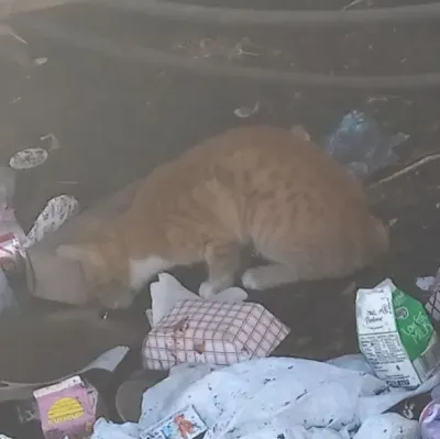 COD - Lobotomy is a playful AI RP companion for creative 1v1 chat adventures.