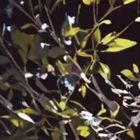 Tf-混血 PMG 和 PMB：與這個迷人的AI角色進行AI對話，現在提供Soulgen和iFreeChat的免費聊天功能。