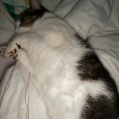 TF141 - asleep: Meet your new online friends in our chatboxai, the best free ai chatbot with deep ai chat capabilities.	