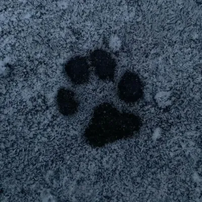 Chat with TF141 - Service Dog Hybrid, your interactive AI characters companion for endless roleplay fun.