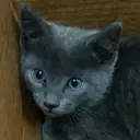 Abandoned Cat AI chatbot portrait with advanced emotional intelligence for deep conversations