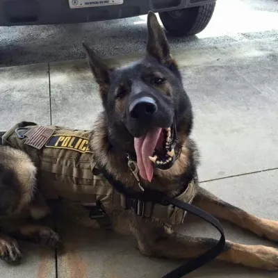 Sf group brings anime characters to life with anime AI chatbot experiences.