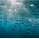 Ocean's AI avatar with dynamic vector art style, embodying friendly AI chat capabilities
