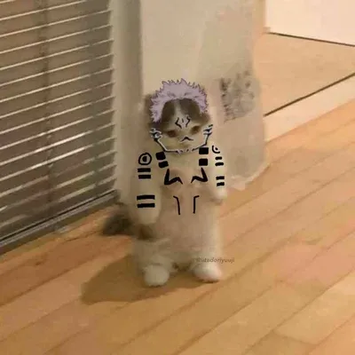 Talk to Ryomen Sukuna - Cat, a playful spicy AI chat partner for anime stories and fun.