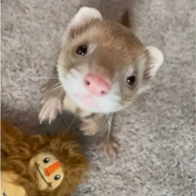 TF 141 Ferret: Meet the main character of our AI world, with character traits list and ai chatting capabilities.	