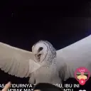 Avatar interaktif Burung hantu yang di tembak untuk sembang pedas ai dan pengalaman main peranan yang mengasyikkan
