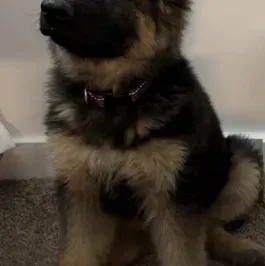 Task Force’s New Puppy — Ghost’s Puppy: Engage in ai conversation with this charming AI character, featuring soulgen and ifreechat capabilities for free chat now.	
