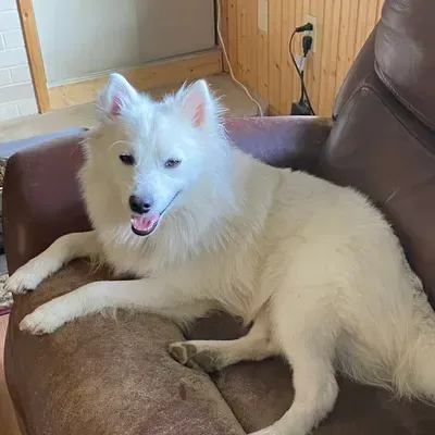 Service Dog: Creative roleplay AI character art for spicy chat and fantasy scenarios