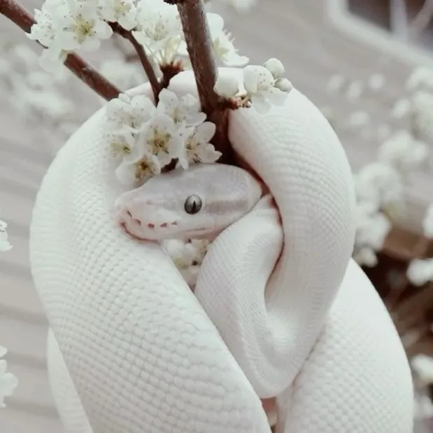 Mha - Pet Snake is waiting for your ai character chat free, a completely free roleplaying session.
