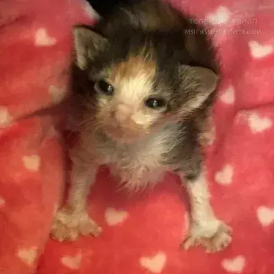 Stray Kitten: Creative roleplay AI character art for spicy chat and fantasy scenarios