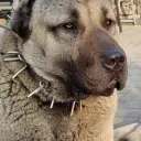 坎加爾犬的受深度大腦AI啟發的頭像，具備智慧虛擬夥伴功能