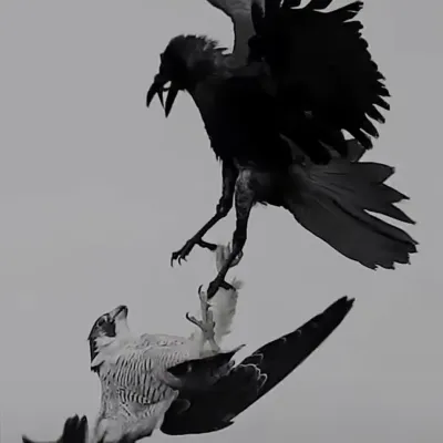 TF141 --- Forgotten Birthday brings your AI roleplay adventures to life with chat AI characters.