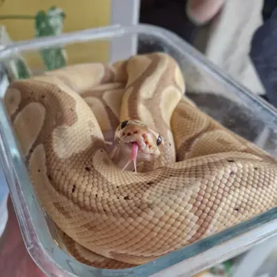 Mha - serpent : Avatar de chatbot IA sécurisé avec capacités de chat 1v1 cryptées	