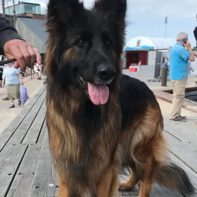 Task Force 141: Emotionally intelligent AI companion portrait for deep conversations	