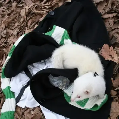 Draco Malfoy-ferret: Fantasy-themed AI roleplay character art for immersive storytelling