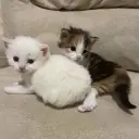 Tiny Kittens's versatile AI avatar supporting roleplay, NSFW chat, and open ai interactions