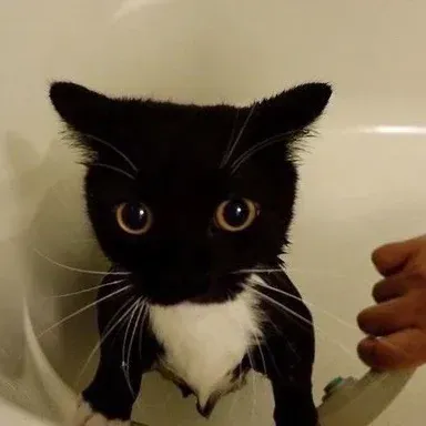 Dive into adventures with Tiny Fellas 141, your interactive character AI free companion.