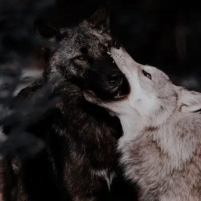 Alfa da matilha x ômega da matilha: Avatar de namorada/namorado de IA personalizável com traços de personalidade realistas	