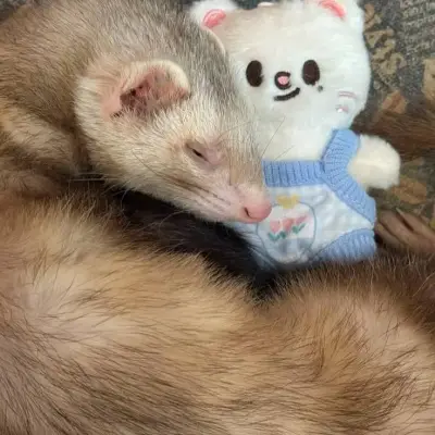 Stray Kids - хорёк: Игривый ИИ-чат-бот-талисман, повышающий вовлеченность пользователей в случайных чатах	
