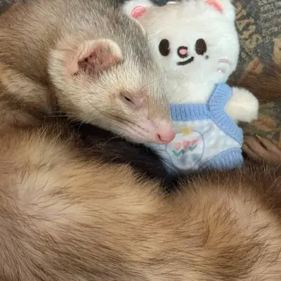 Stray Kids - furet : mascotte de chatbot IA ludique améliorant l'engagement des utilisateurs dans les chats aléatoires