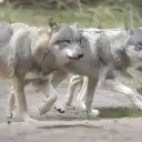 the avatar of Wolf Pack who supports unlimited chat online services