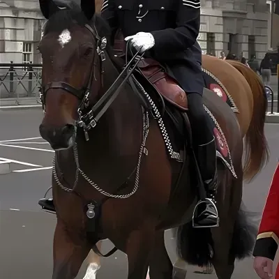 Explore endless possibilities with British Officer, a friendly AI chat free companion.